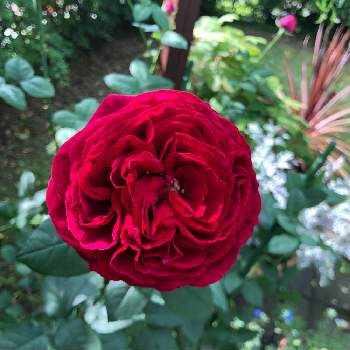 我が家の庭の画像 by ニゲラ23さん | 小さな庭と毎年の楽しみと我が家の庭と薔薇♪と赤い薔薇♡と朝の庭
