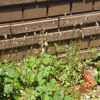 不正なケシの花の投稿画像一覧 Greensnap グリーンスナップ