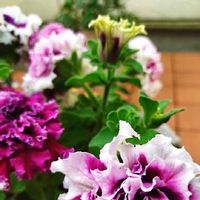 八重ペチュニア,ベランダガーデン,5月下旬,八重咲きペチュニア☆,鉢植えの画像