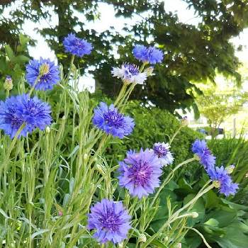 青紫の花の画像 by ｽｴﾁｬﾝさん | お出かけ先とヤグルマギクと青紫の花と公園散歩