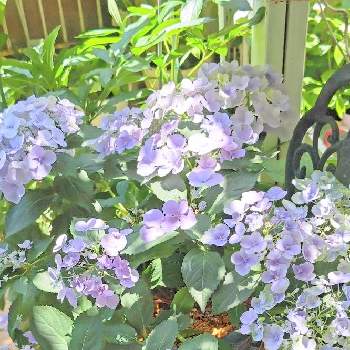 小さな小さな庭の画像 by m_m77さん | 小さな庭とラグランジア クリスタルヴェールとアジサイと水色の花とシェードガーデンと癒しとナチュラルガーデンとおうち園芸と「PWラグランジアな瞬間」とＰＷと小さな庭♡と小庭❤️とアジサイ　紫陽花と小さな幸せ♡と小さな小さな庭と花のある暮らしとブルーガーデンと小さな幸せ
