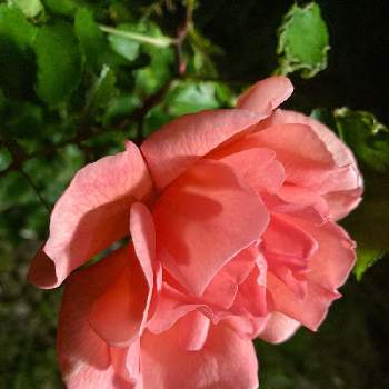 ユーミンつながりの画像 by タマイケルさん | 広い庭とバラ　ザンブラ’93とあっ木曜日と感謝 感謝 ❤とうつむく花♪とばら バラ 薔薇とユーミンに包まれたならと毎日ローズショーとうなじショットとユーミンリクエストウィーク♪とユーミンつながりとユーミンつながりの皆さんに感謝と「戦争のない、平和な世界に」とチーム愛知