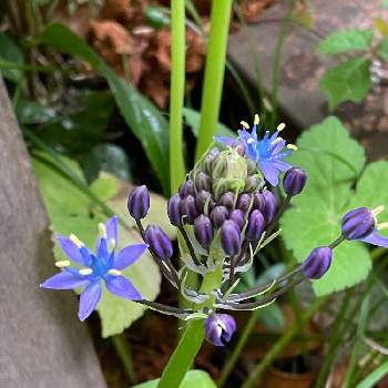 シラーベルビアナの花の投稿画像一覧 Greensnap グリーンスナップ