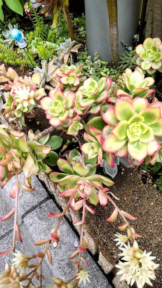 アエオニウムに花が咲いたら｜🍀GreenSnap（グリーンスナップ）