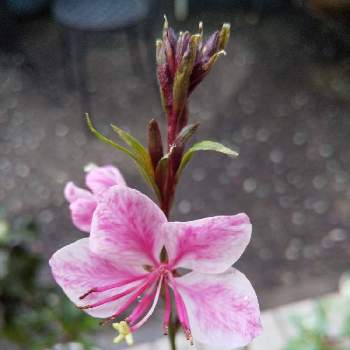 ありがとう❤️の画像 by ナミママさん | 小さな庭とガウラ♡とありがとう❤️とおうち園芸と花に魅せられてと嬉しいなあ♡とガーデニングと花のある暮らし