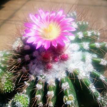 cactus,サボテン☆,癒し…,ビニールハウス,植中毒の画像