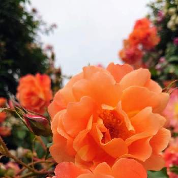 美しい♡の画像 by ぴすけさん | お出かけ先とスマホ撮影とばら バラ 薔薇と美しい♡と自然美と港の見える丘公園とオレンジ色と神奈川県