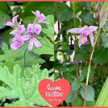 ピンクシランの画像 by トモさん | 小さな庭とハーブゼラニウムとピンクシランとGSの繋がりに感謝♡とお花大好き♡と可愛いいよねと元気もらえるときれいだね〜〜❣️とユーミンつながりの皆さんに感謝と楽しいね♪と花のある暮らし