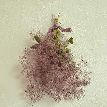 花のある暮らし, スモークツリー,スモークツリースワッグ,壁/天井の画像