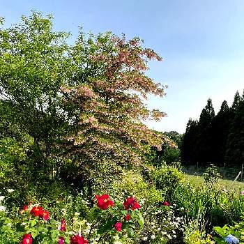 バラ　ロサガリカオフイキナリス,ブルーベリー,我が家の秘密の花園,紫陽花,エゴの木　ピンク花の画像