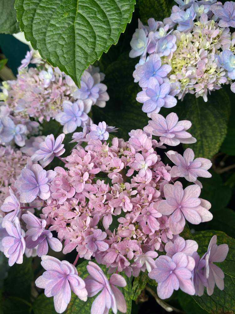 国内外の人気が集結 2022年 我が家で開花した紫陽花💠✨｜🍀GreenSnap（グリーン 絵画
