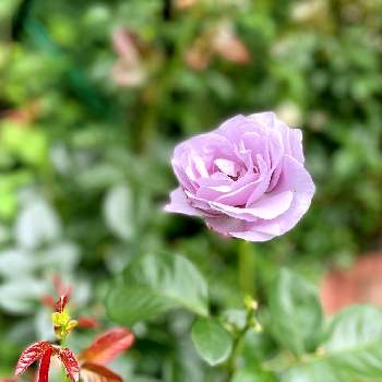 薔薇ブルーバユーの画像 by こすもすさん | 小さな庭と薔薇ブルーバユーとばら バラ 薔薇とパープルのお花といつもありがとう♡とお花が好き♡とお庭の花たちとガーデニングと花のある暮らし
