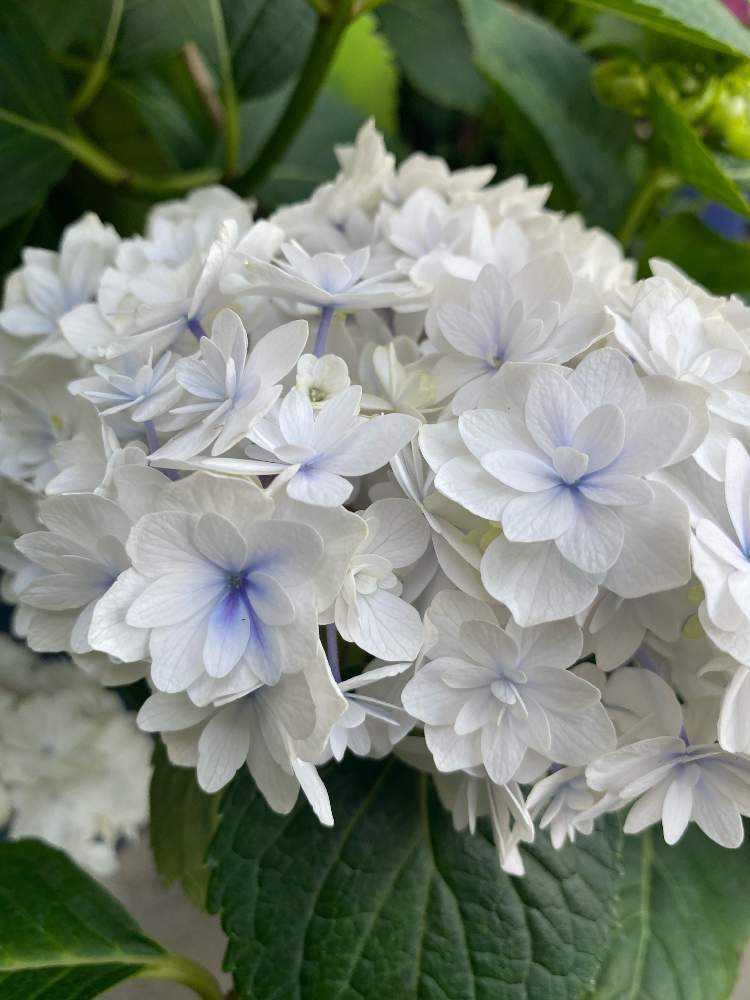 紫陽花( 2022年作) 紫陽花 2022〈小平市立あじさい公園〉1 見頃の額紫陽花と八重