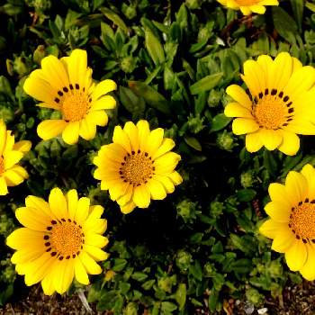 黄色の画像 by キビタキさん | お出かけ先とガザニアと黄色と今日のお花
