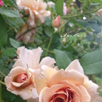 薔薇愛同盟の画像 by ＹＵＭＩＫＯさん | 小さな庭と私の癒し♡とバラ・ジュリアと薔薇愛同盟と花が好き❤とわれら17年組とおうち園芸とお花に癒されてと植中毒と花のある暮らしとYUMIKO薔薇2022と大好き♡︎ʾʾとかわいいな♡といい色♡