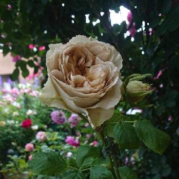 薔薇愛同盟の画像 by ＹＵＭＩＫＯさん | 小さな庭と私の癒し♡と薔薇リテラチュールと薔薇愛同盟と花が好き❤とわれら17年組とおうち園芸とお花に癒されてと植中毒と花のある暮らしとYUMIKO薔薇2022と大好き♡︎ʾʾとかわいいな♡といい色♡