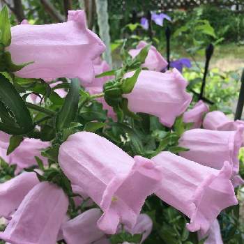 ツリガネソウの画像 by 花庭さん | 小さな庭とツリガネソウと大好きとピンク色の花