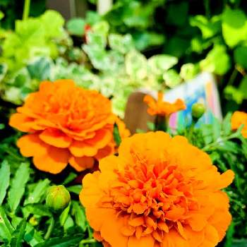 オレンジ色の花の画像 by mukuさん | 玄関とオレンジ色の花とおうち園芸とビタミンカラーとマリーゴールド オレンジと花のある暮らし