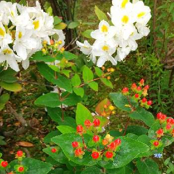 癒される♡の画像 by スイトピー好きさん | 小さな庭とヒペリカムとシャクナゲと沢山のお花と春のお花と癒される♡と切り花を楽しむと白が綺麗と丸くて可愛いと優しい色と花びらが可愛いと赤い実が可愛い