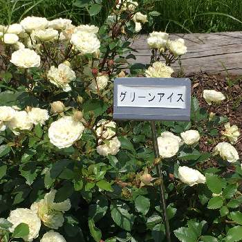 静岡の画像 by 花庭さん | お出かけ先とグリーンアイスと大好きとガーデニングとバラを楽しむと静岡