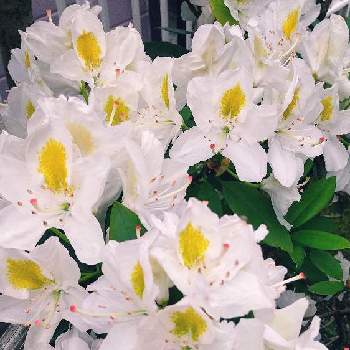 優しい色の画像 by スイトピー好きさん | 小さな庭と沢山のお花と春のお花と癒される♡と白が綺麗と優しい色と花びらが可愛い