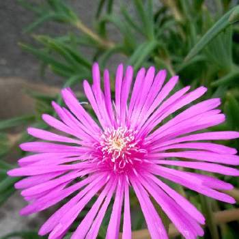 マツバキクの画像 by ハッピーさん | 小さな庭とマツバキクとピンクの花と不思議な力とみどりのあるくらしと自然の営みとピンクと驚き!!