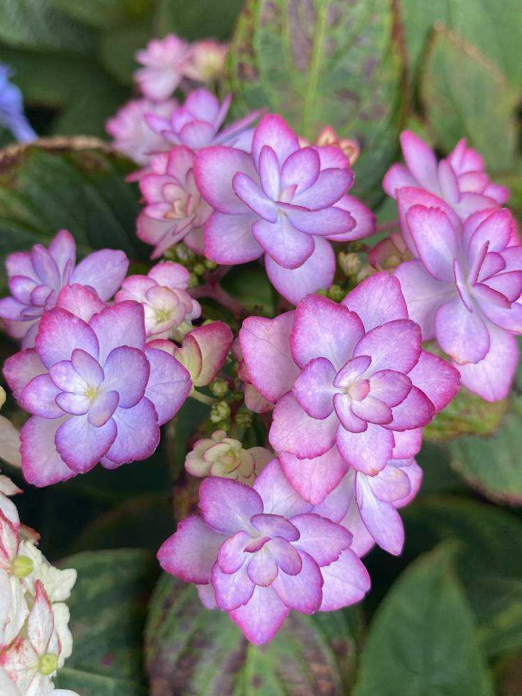 紫陽花( 2022年作) 2022年 我が家で開花した紫陽花💠✨｜🍀GreenSnap（グリーン