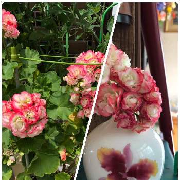バラ咲きゼラニウムの画像 by りえママさん | インテリアとバラ咲きゼラニウムと花のある暮らしとお出かけ先で購入