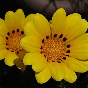 黄色い花の画像 by こあらさん | 花のある暮らし♡と思い出の花と元気が出ると黄色い花とビタミンカラーとうれしい！とお花がさいたよと ガザニアと癒されます♥とかわいい
