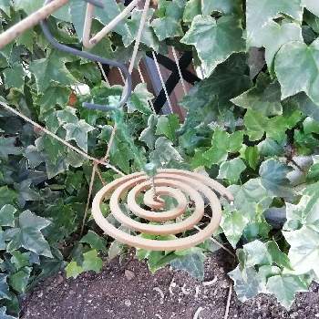 土作りの投稿画像一覧 Greensnap グリーンスナップ