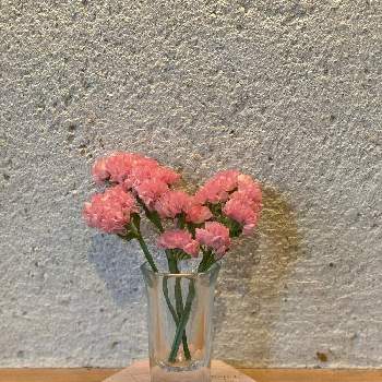 スターチス,ドライフラワー,ピンクの花の画像