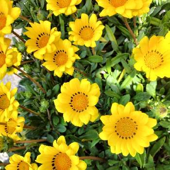 癒やされるの画像 by シャボン✿*:･ﾟさん | 小さな庭とガザニアと癒やされるとプランターと可愛らしいお花♡と黄色い花と幸せの黄色いお花と乙女色クラブと可愛いと可愛らしいと幸せ時間