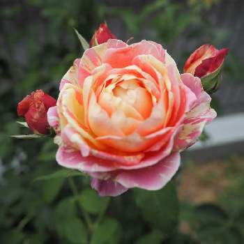 薔薇 クロード・モネの画像 by 優さん | 小さな庭と薔薇 クロード・モネとみどりのある暮らしとばら バラ 薔薇と庭のある暮らしと薔薇♪とバラを楽しむ