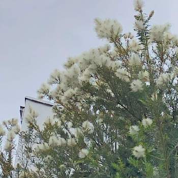 メラレウカ・ティーツリー,白い花,よそさまのお庭,道端で♪,お出かけ先の画像