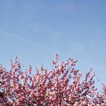 八重桜の画像 by 渡辺さん | 八重桜