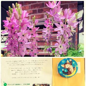 ピンクの花,嬉しい,おうち園芸,ハイポネックスアンバサダー2022,素敵な出会いの画像