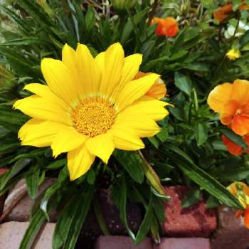 黄色の画像 by きのきのさん | 小さな庭とガザニアと小さな花壇と黄色とガザニア❁