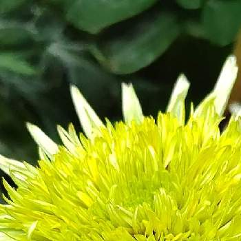 ヒカリの画像 by ❦THE HERMIT❦さん | お出かけ先と宿根 ガザニアとガザニアと光輝く花と蕊蕊蕊と刹那さと癒されとマクロ撮りと元気❗❗とイエローと本来の色と秘密のpicと大好きな花とヒカリと風の中