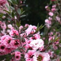 ギョリュウバイ,花の咲く木,2019同期,初夏,ピンクの花の画像