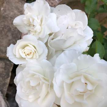 清楚の画像 by rikaさん | 広い庭とアイスバーグと今日は午後から雨と清楚とアイスバーグ！と薔薇♪と見てくれてありがとう♡とフロリバンダとうちの薔薇