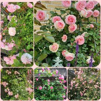 つる薔薇 春霞の投稿画像一覧 Greensnap グリーンスナップ