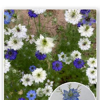 種からの画像 by まるこ❤️さん | 小さな庭とニゲラと地植えと種からと色鉛筆画とおうち園芸