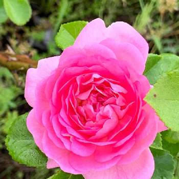 薔薇愛同盟,薔薇のある暮らし♡,おうち園芸,ナチュラルスタイル,ガーデニングの画像