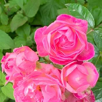 薔薇愛同盟の画像 by nanamimiさん | アプローチとマザーズデイと薔薇愛同盟と薔薇のある暮らし♡とおうち園芸とナチュラルスタイルとガーデニングと花のある暮らしとバラを楽しむ