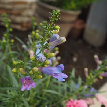 ペンステモンエレクトリックブルーの投稿画像一覧 Greensnap グリーンスナップ