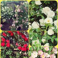 薔薇♪,庭園,薔薇園,庄堺公園,お出かけ先の画像