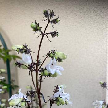 多年草の画像 by セスさん | アプローチとペンステモンと小さな花と白い花と多年草と銅葉