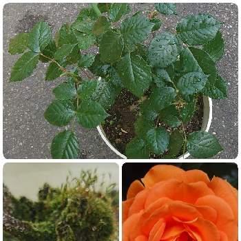 オレンジ色の花の画像 by スカイブルーさん | 小さな庭と元気いっぱいと世界平和とばら バラ 薔薇とおだやかな１日になりますようにとオレンジ色の花とバラ ゴルデルゼと頑張ってと可愛い〜♡と明日を信じて