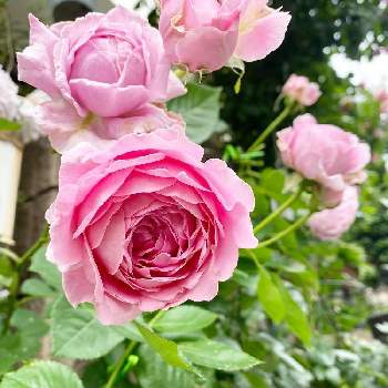 アップルローゼスの画像 by wakoさん | 玄関と薔薇　ラブシックとバラと薔薇と強香とばら バラ 薔薇と薔薇愛同盟とバラのある暮らしとアップルローゼスと花のある暮らしとバラ・ミニバラとやっぱり花が好き♡