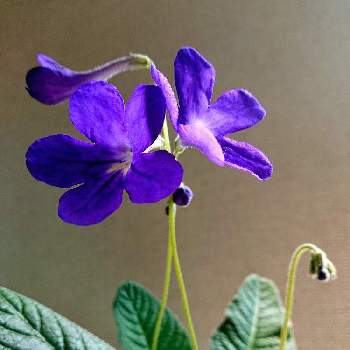 可愛いなぁの画像 by 畔道烏さん | お出かけ先とストレプトカーパスと癒やされると可愛いなぁと花から元気をと鮮やか と好きな花♡と花のある暮らしと紫の花